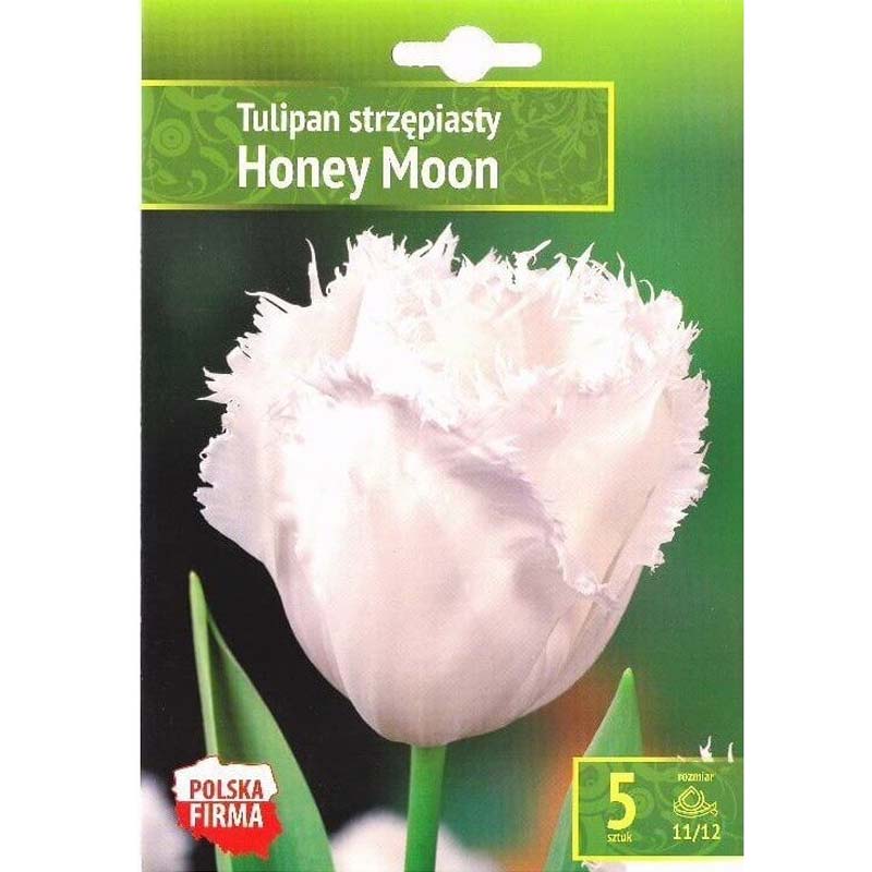 Tulpan ’Honey Moon’