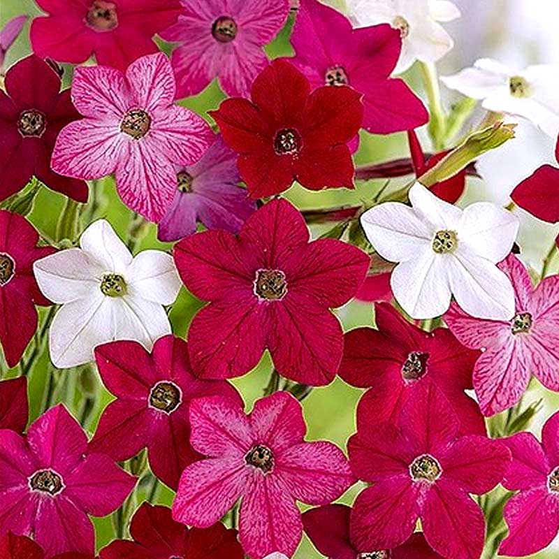 Koristetupakka 'Sensation'