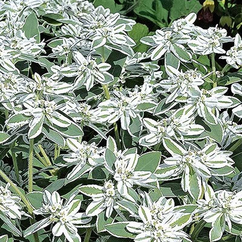 Kirjoseetri 'Mountain snow'