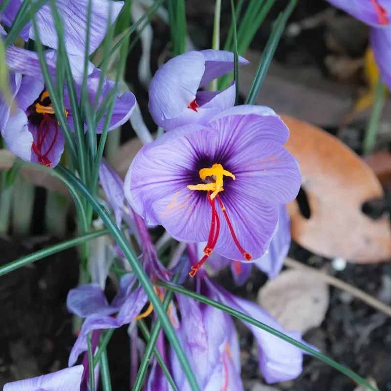 Sahramikrokus 25 sipulia